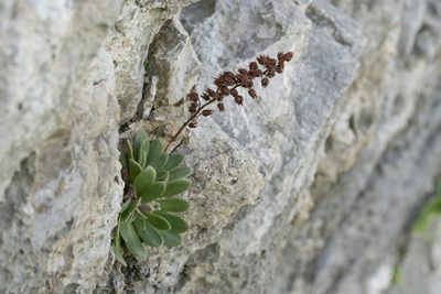 Rosularia serrata, photographed by Eleftherios Katsillis