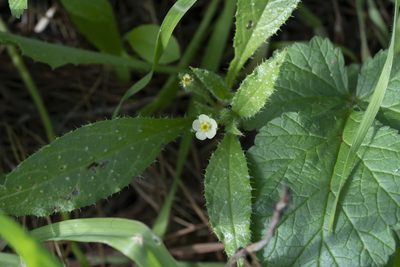 Anchusa aegyptiaca, photographed by Eleftherios Katsillis