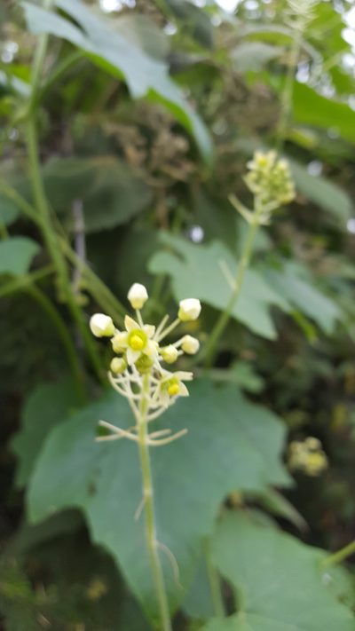 Sicyos microphyllus, photographed by Eugenio Padilla