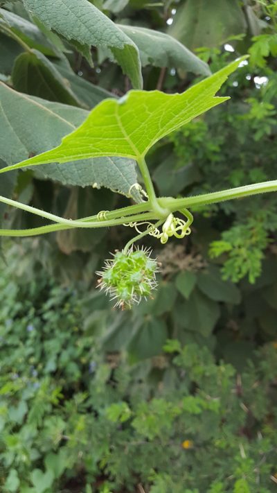 Sicyos microphyllus, photographed by Eugenio Padilla