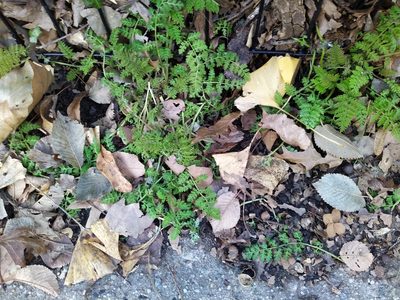 Corydalis cheilanthifolia, photographed by Steven Bodzin