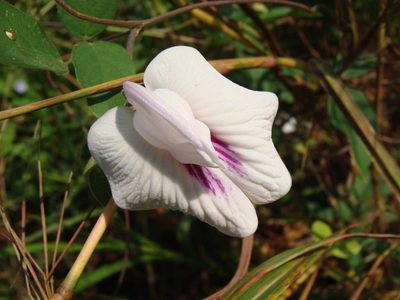 Centrosema plumieri, photographed by Alexis López Hernández