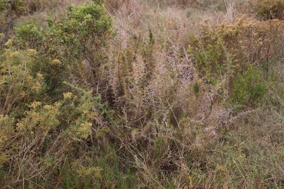 Asparagus suaveolens, photographed by Tony Rebelo