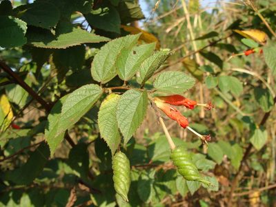 Helicteres guazumifolia, photographed by Alexis López Hernández