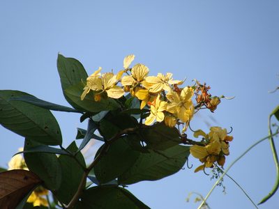 Senna hayesiana, photographed by Alexis López Hernández