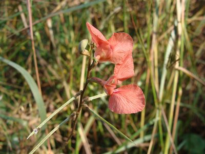 Macroptilium gracile, photographed by Alexis López Hernández