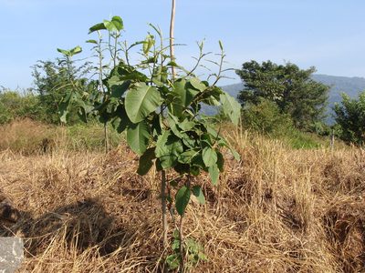 Triplaris melaenodendron, photographed by Alexis López Hernández