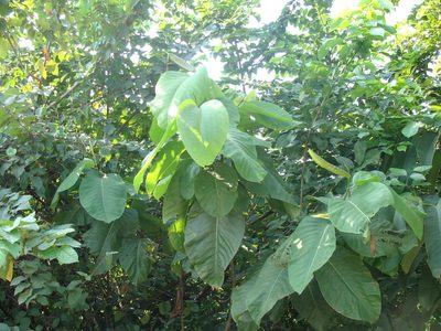 Triplaris melaenodendron, photographed by Alexis López Hernández