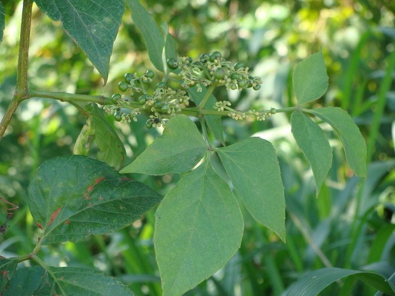 Cissus microcarpa, photographed by Alexis López Hernández