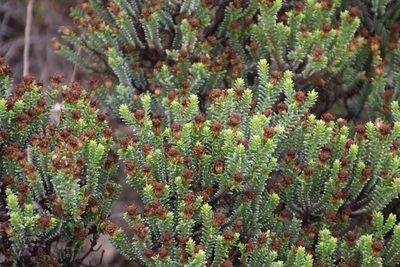 Oedera uniflora, photographed by Tony Rebelo