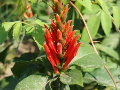 Aphelandra scabra, photographed by Alexis López Hernández