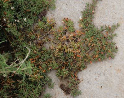 Mesembryanthemum parviflorum, photographed by Tony Rebelo