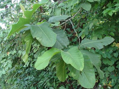 Triplaris melaenodendron, photographed by Alexis López Hernández