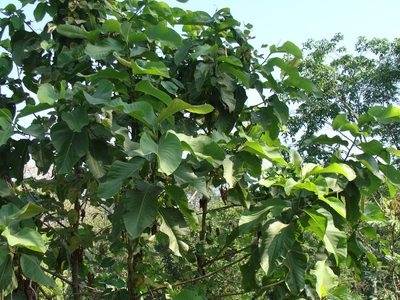 Triplaris melaenodendron, photographed by Alexis López Hernández