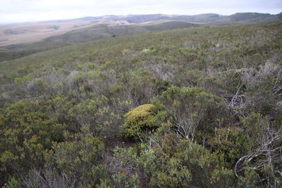 Drosanthemum quadratum, photographed by Tony Rebelo