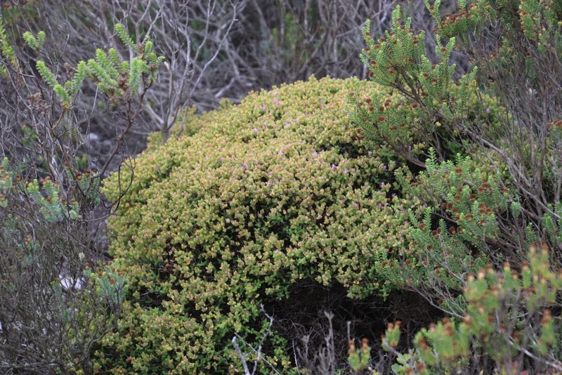 Drosanthemum quadratum, photographed by Tony Rebelo