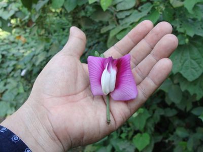 Centrosema plumieri