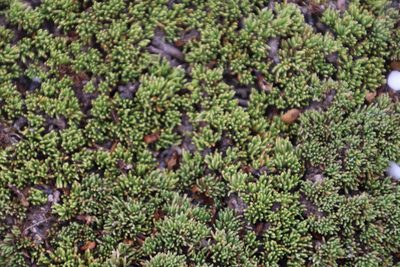Aspalathus quartzicola, photographed by Tony Rebelo
