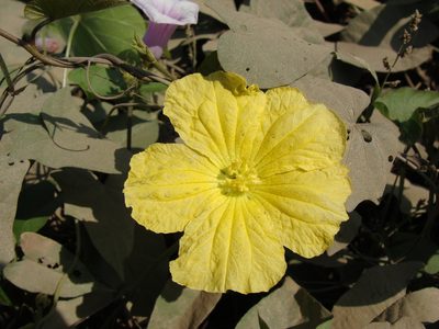 Luffa aegyptiaca, photographed by Alexis López Hernández