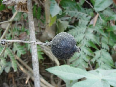 Genipa americana, photographed by Alexis López Hernández