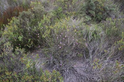 Acmadenia macropetala, photographed by Tony Rebelo