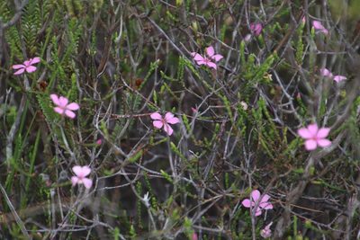 Acmadenia macropetala, photographed by Tony Rebelo