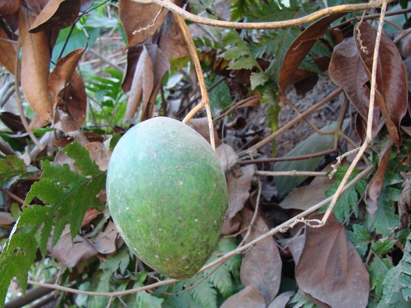 Gonolobus niger, photographed by Alexis López Hernández