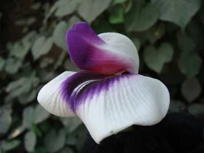 Centrosema plumieri, photographed by Alexis López Hernández