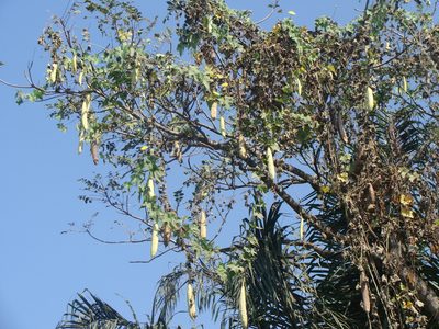 Luffa aegyptiaca, photographed by Alexis López Hernández