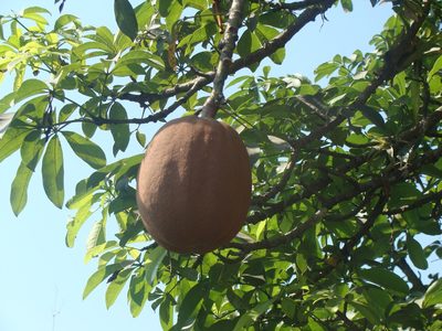 Pachira aquatica, photographed by Alexis López Hernández