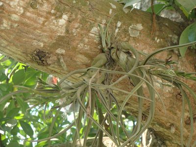 Tillandsia caput-medusae, photographed by Alexis López Hernández