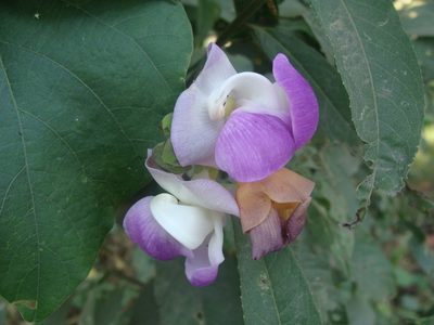 Leptospron adenanthum, photographed by Alexis López Hernández