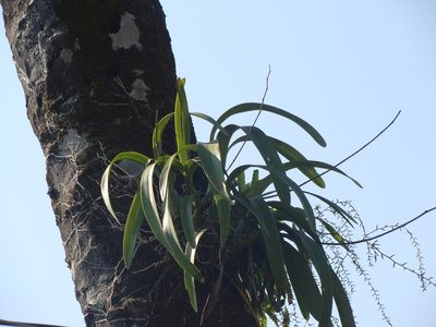Encyclia cordigera, photographed by Alexis López Hernández