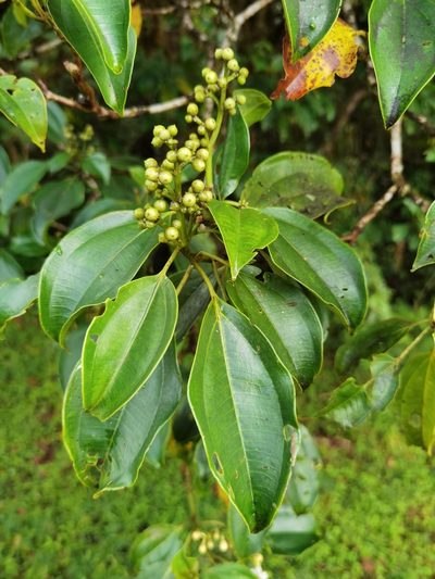 Miconia oerstediana, photographed by Eduardo Chacón Madrigal