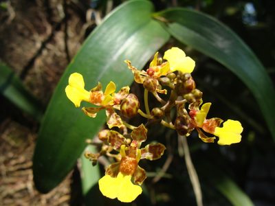 Trichocentrum ascendens, photographed by Alexis López Hernández