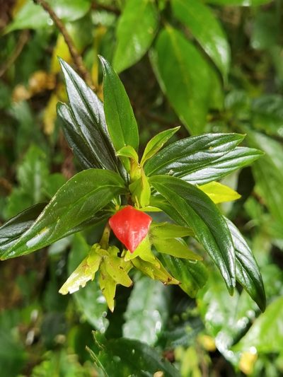 Columnea lepidocaula, photographed by Eduardo Chacón Madrigal