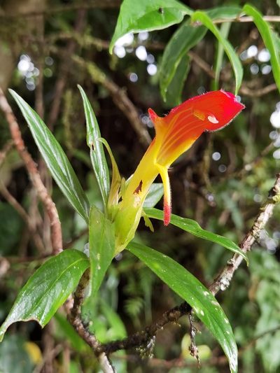 Columnea lepidocaula, photographed by Eduardo Chacón Madrigal