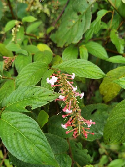 Gonzalagunia rosea, photographed by Eduardo Chacón Madrigal