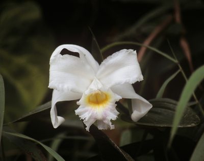Sobralia virginalis, photographed by desertnaturalist