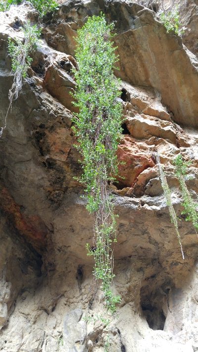 Oreobliton thesioides, photographed by Mehdi Chetibi