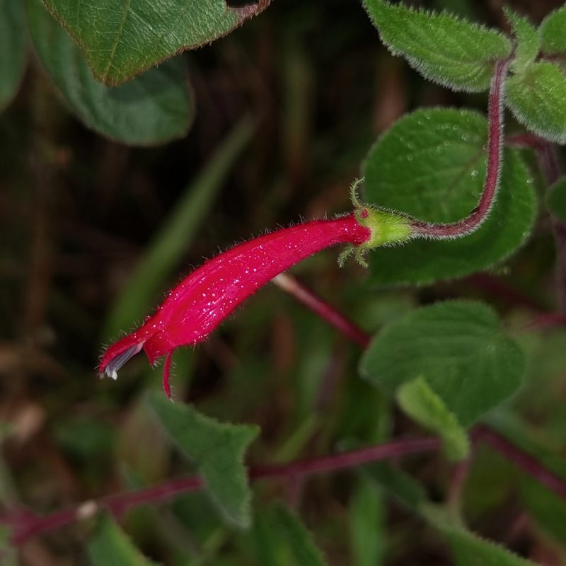 Centropogon palmanus, photographed by Eduardo Chacón Madrigal