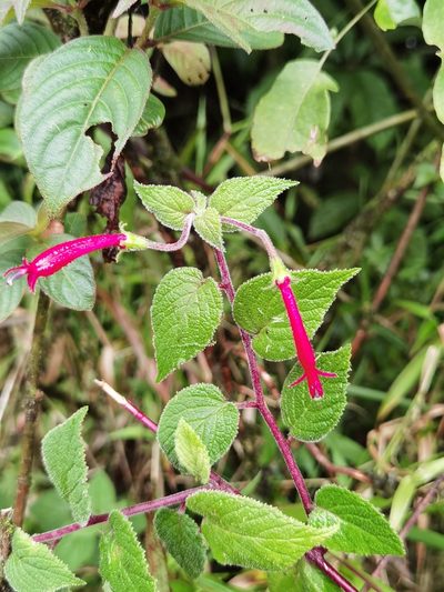 Centropogon palmanus, photographed by Eduardo Chacón Madrigal