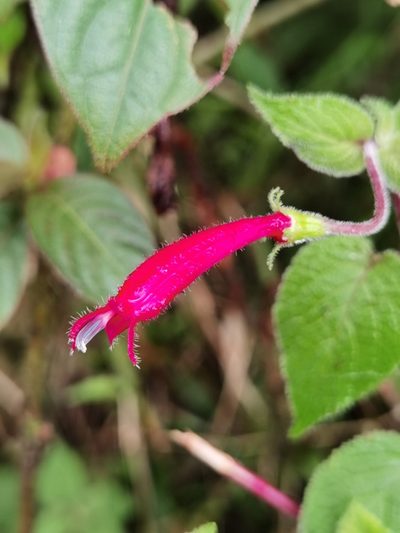 Centropogon palmanus, photographed by Eduardo Chacón Madrigal