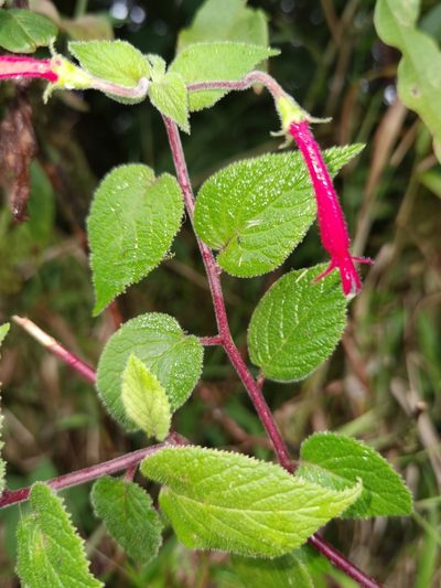 Centropogon palmanus, photographed by Eduardo Chacón Madrigal