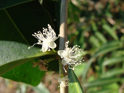 Eugenia choapamensis, photographed by Alexis López Hernández