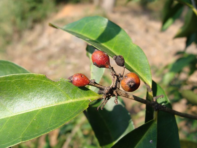 Eugenia choapamensis, photographed by Alexis López Hernández