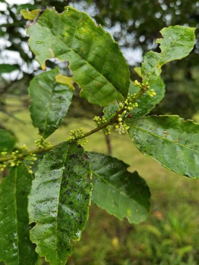 Ilex lamprophylla, photographed by Eduardo Chacón Madrigal