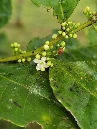 Ilex lamprophylla, photographed by Eduardo Chacón Madrigal