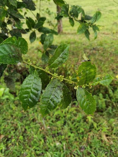 Ilex lamprophylla, photographed by Eduardo Chacón Madrigal