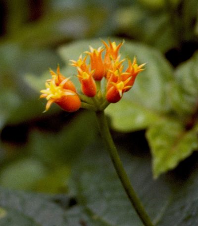 Gurania lobata, photographed by desertnaturalist